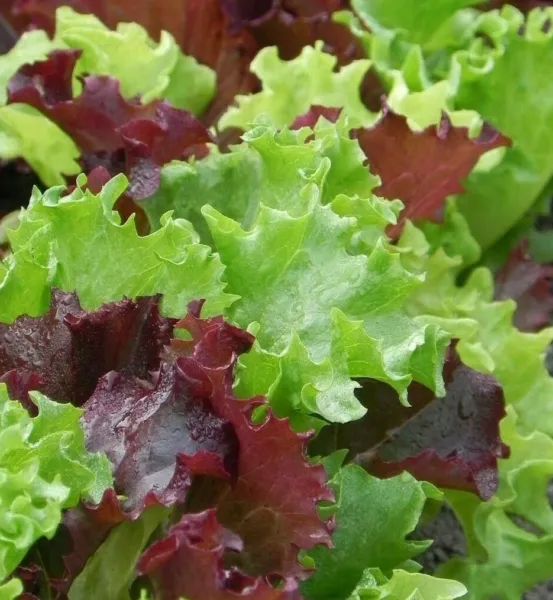 Gourmet Salad Blend Lettuce Seeds 500+ Healthy Greens Fresh Garden - £5.17 GBP