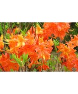 Frontier Gold Aromi Azalea Rhododendron Well Rooted Plant May Be Dormant... - $84.47 CAD