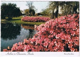Florida Postcard Clearwater Azaleas At Sylvan Abbey Safety Harbor Used - £2.31 GBP
