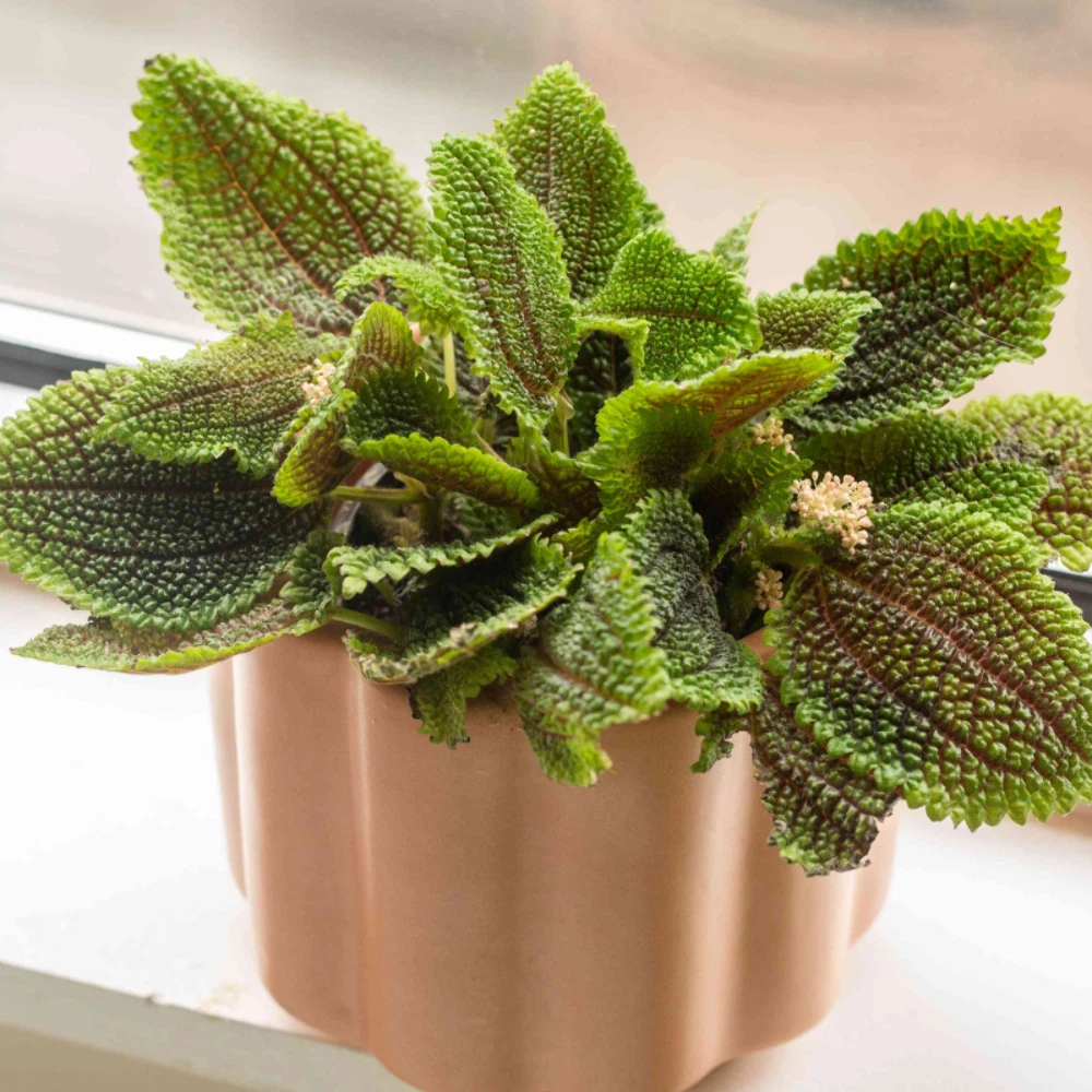 Pilea Moon Valley Plant Plug (Pilea involucrata &#39;Moon Valley&#39;) – Unique ... - $19.15