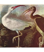 White Ibis Bird Lithograph 1950 Audubon Antique Art Print DWP6D - $41.60 CAD