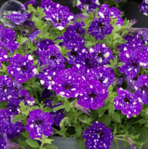  SEED Garden Bonsai Petunia &#39;Night Sky Blue&#39; Flowers, 200pcs &#39;seeds - £3.95 GBP