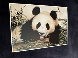 Panda Postcard Exotic Wildlife #8582 1989 7 X 5 Inches Very Nice Condition. - £2.37 GBP
