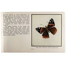 Red Admiral Nettle Butterfly 1934 Butterflies Of America Insect Art PCBG14B - £15.61 GBP