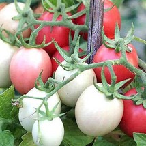 Organic Thai Pink Egg Tomato Seeds Solanum Lycopersicum USA SELLER - $10.05