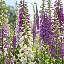 Foxglove Mixed Colors Sun Shade Hummingbirds Love Biennial 500 Seeds US ... - $7.86