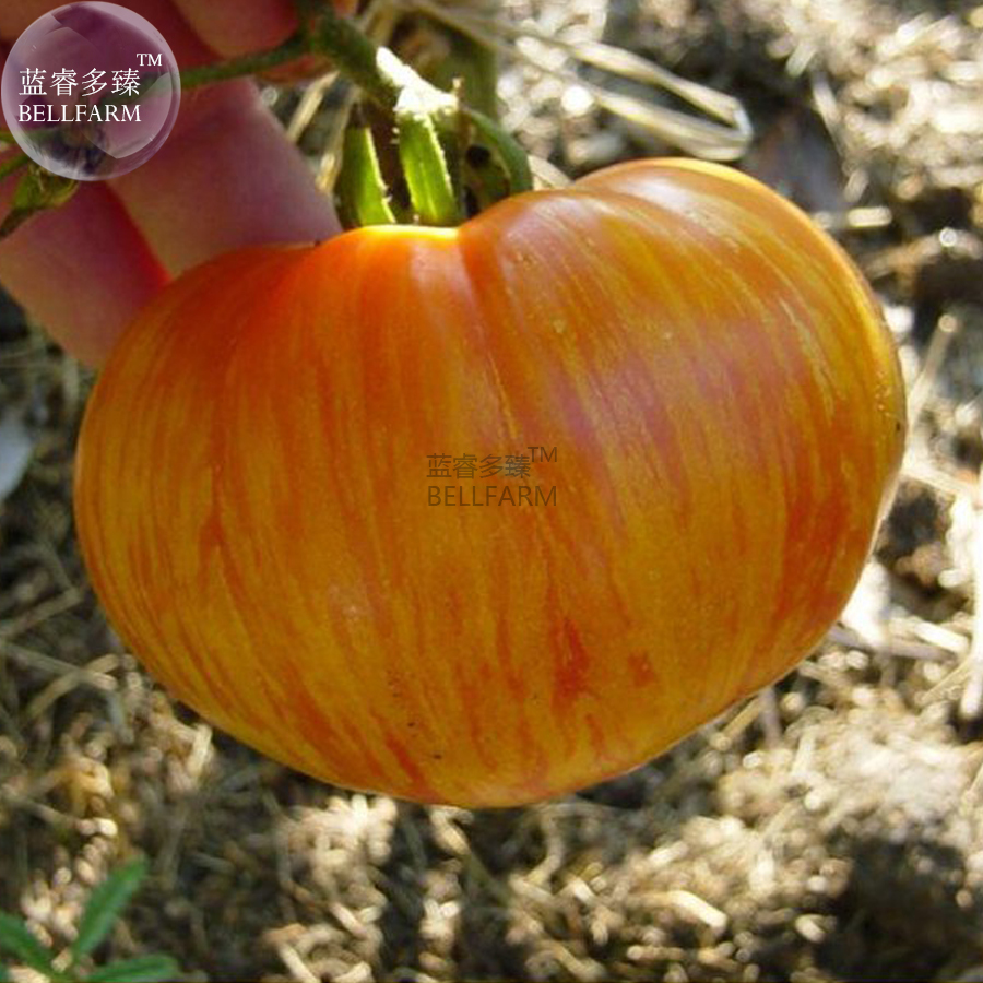 Large Tomato Seeds 100 Seeds Glowing Gold Neon Red Stripes Fruits Seeds ... - $7.04