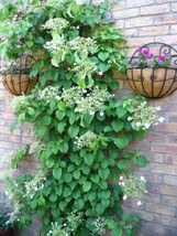 BPA 50 Seeds Climbing Hydrangea Anomala Petiolaris Vine FlowerFrom USA - £7.86 GBP