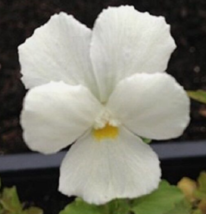 30 Pc Seeds White Perfection Viola Flower Plant, Viola Seeds for Planting | RK - £13.42 GBP