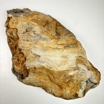 Washington Oregon Rough Petrified Wood 7 Lbs 3 Oz Beautiful Grain Pattern - £37.17 GBP