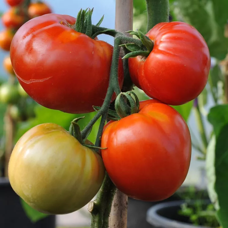 Nepal Tomato Heirloom Organic S_S - $3.53