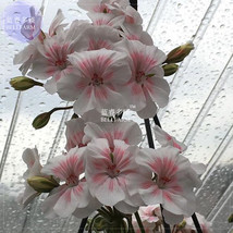 Geranium Bonsai Purely White To Light Pink Single Petals Plant Seedsno Soil 10 S - £7.01 GBP