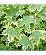 15 Silver King Norway Maple Seeds Acer Platanoides Silver King Fresh Gar... - $19.10