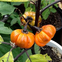 US Seller 10 Pumpkin On A Stick Seeds Ornamental Pumpkin Tree Solanum Integrifol - £12.93 GBP