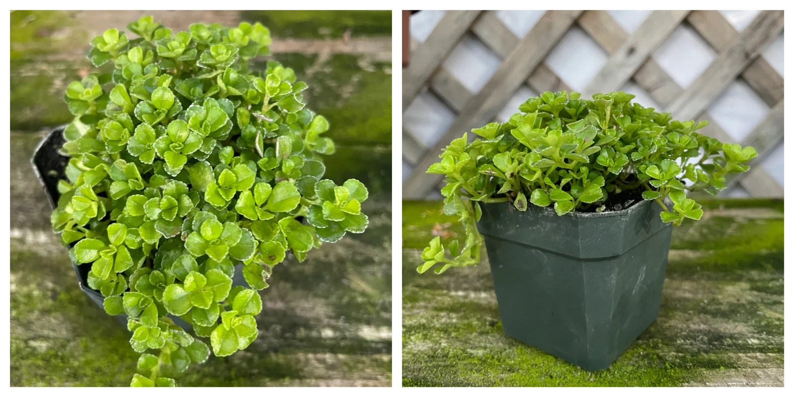 New - 3" pot Giant Baby’s Tears, Shiny Creeping Charlie (Pilea depressa)