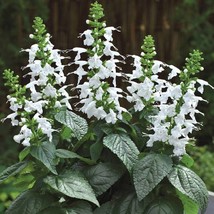 USA Seller Flower Seeds Salvia Seeds 50 Seeds Summer Jewel White Dwarf Salvia Sa - £15.76 GBP