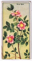 Cowan Co Toronto Card Wild Rose Wild Flowers Of Canada - $6.92