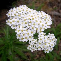 20,000 White Yarrow Seeds (Achillea millefolium) - £2.73 GBP