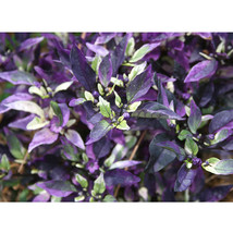 100 Seeds Purple Flash Pepper Garden Beautiful - £4.79 GBP