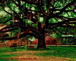 Oldest Oak Tree in State Jacksonville Florida FL 1911 Postcard Valentine... - £5.20 GBP