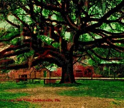 Oldest Oak Tree in State Jacksonville Florida FL 1911 Postcard Valentine &amp; Sons - £5.17 GBP