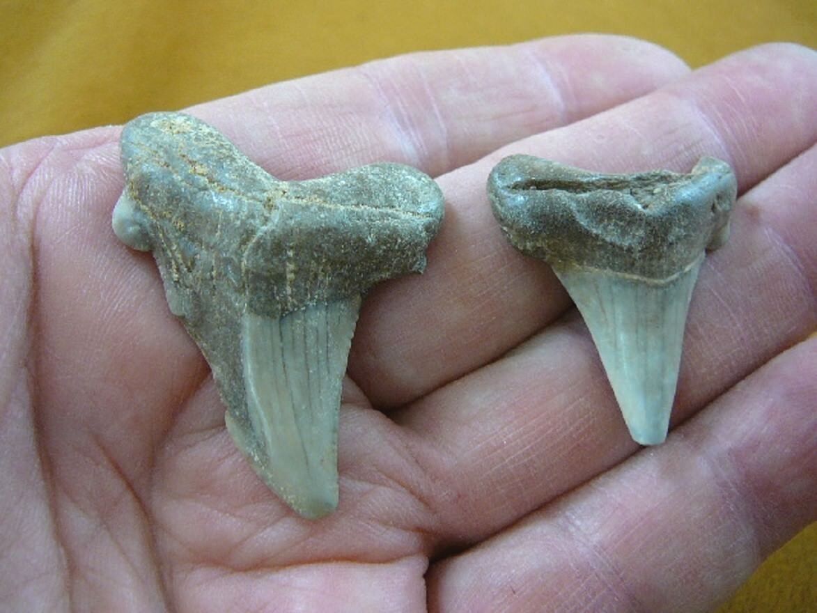 Primary image for s1082-6) 7/8" to 1-7/8" Rare KAZAKHSTAN SHARK fossil TOOTH set of 2 sharks Teeth