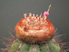 Melocactus neomontanus exotic turk&#39;s cap cacti rare cactus semi seed 20 SEEDS - £7.16 GBP