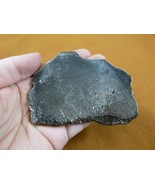 DF303-16 Fossil REAL 3-1/2&quot; DINOSAUR Bone Slice Jurassic Dino love dinos... - £19.72 GBP