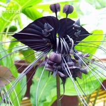 Cat Face Beard Black Orchid Flowers 10 Seeds Attractive Light Up Seeds E3595 Gar - $11.95