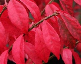 Burning Bush Cuttings Live Plant Perennial Shrubs Landscaping Plants Liv... - $18.56