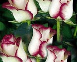 10 White Pink Rose Seeds Flower Bush Perennial Flowers Seed Bloom Fresh ... - $9.58