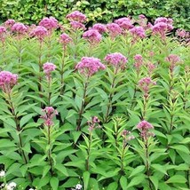 USA Seller 200 Joe Pye Weed Flower Seeds Wildflower Fragrant Cold Heat Summer - £11.77 GBP