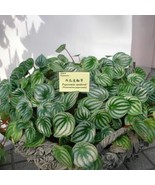 Peperomia Sandersii Piperaceae Watermelon Peperomia Evergreen 100 Seeds - $9.35