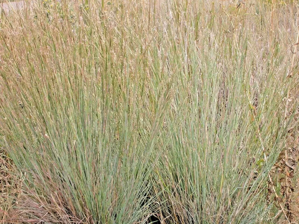 500 BIG BLUESTEM Seeds Native Tall Grass Prairie Ornamental - $4.69