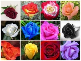 USA Seller 20 Seeds Mixed Color Rose Seeds Flower Plant Beautiful Colors  - £7.59 GBP