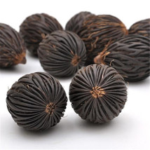 Foxtail Palm Seeds X 2Pcs Wodyetia Bifurcata - $455.65 MXN