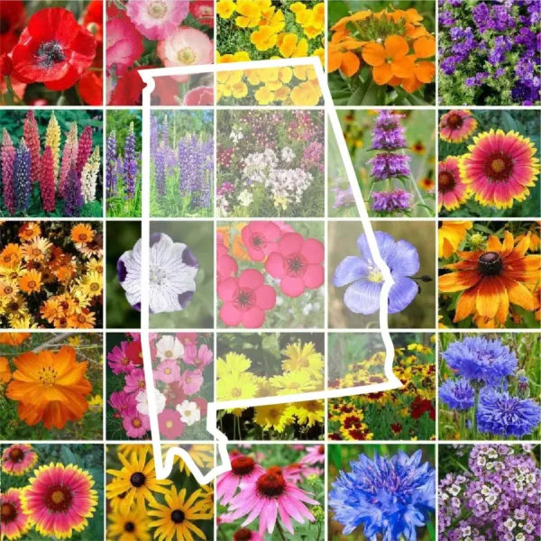 Wildflower Alabama State Mix Perennial Annual 25 Types Non-Gmo 1000 Seeds Garden - $7.96