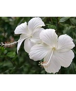 White Hibiscus rosa-sinensis Perennial Live plant - £10.31 GBP