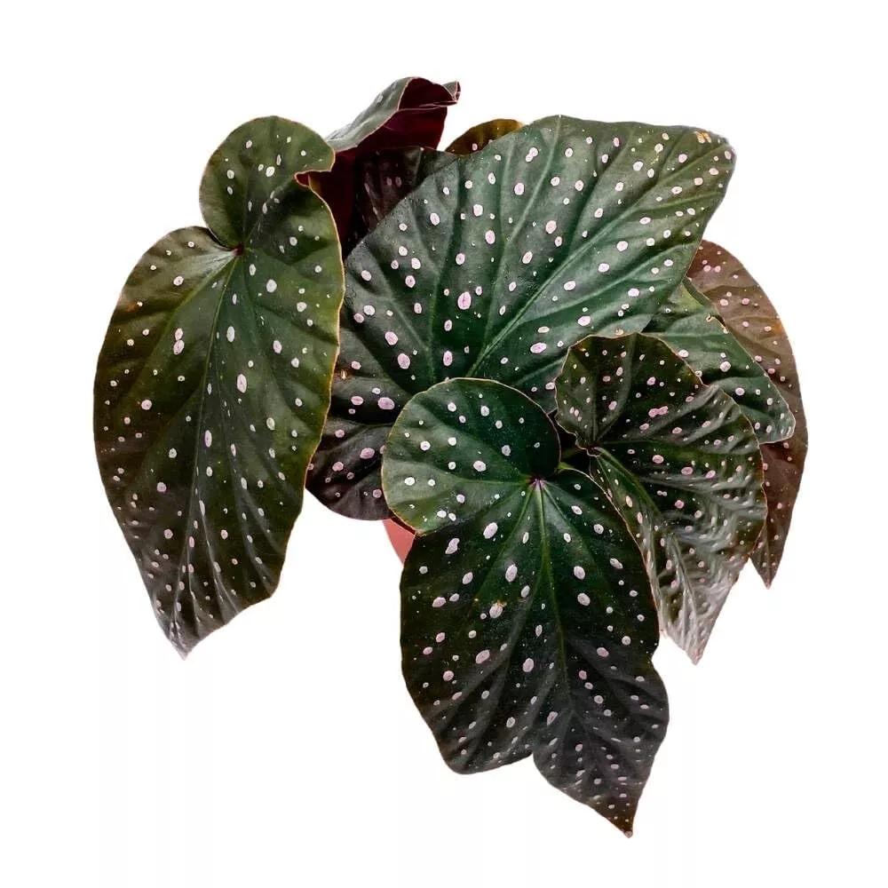 Yin and Yang Angel Wing Hybrid Cane Begonia 6 in Pink Polkadots Bl - $84.65