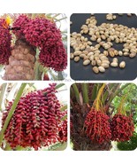 New Medjool Date Palm Tree 5 Seeds indoor outdoor planting  - $8.98