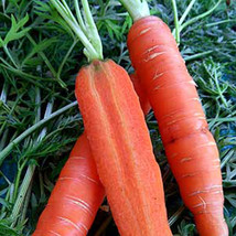 Ship From Us Little Fingers Carrot Seeds ~ 8 Oz Seeds - Heirloom, NON-GMO, TM11 - £74.82 GBP