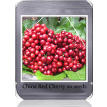 Heirloom Chinese Red Sweet Cherry Fruit Seeds, 20 Seeds, tasty juicy cherry tree - £5.41 GBP