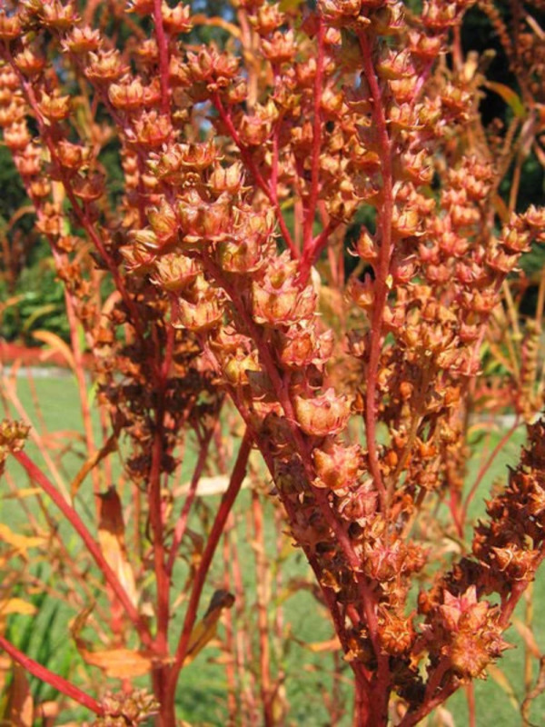 Garden Store 450 Seeds Virginia Ditch Stonecrop Sedum Penthorum Sedoides... - $6.50