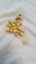 25 Garlic (Allium sativum) Corms/Bulbils- Fresh &amp; Ready To Plant - £13.58 GBP