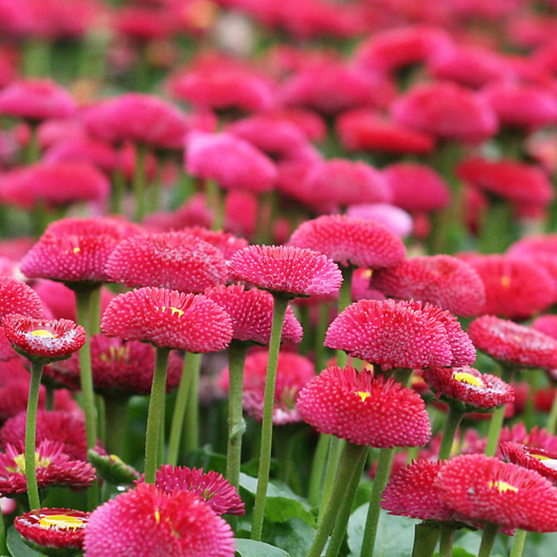 200 Ice Cream Daisy Flower Seeds Seeds & Bulbs