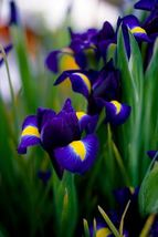3 bulbs - Dutch Iris Blue Purple Yellow Perennial - Spring Blooming - $24.50