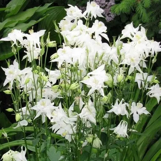 Columbine Crystal Star White Perennial Pollinators Part-Sun Non-Gmo 100 Seeds Ga - £9.55 GBP