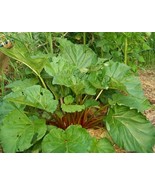 Old Time Rhubarb 100 Seeds from my &quot;Organic&quot; Homestead Garden, July 2025... - $6.86 CAD