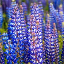 PS Lupine Wild Perennial Hummingbird &amp; Bee Favorite Heirloom Pure Non Gm... - $201.97 MXN