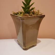 Ceramic Planter with Succulent, Studio Pottery with Tiger Tooth Aloe Live Plant image 3